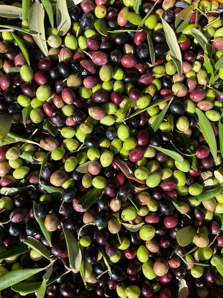 Olive Ogliarola appena raccolte, verdi e nere