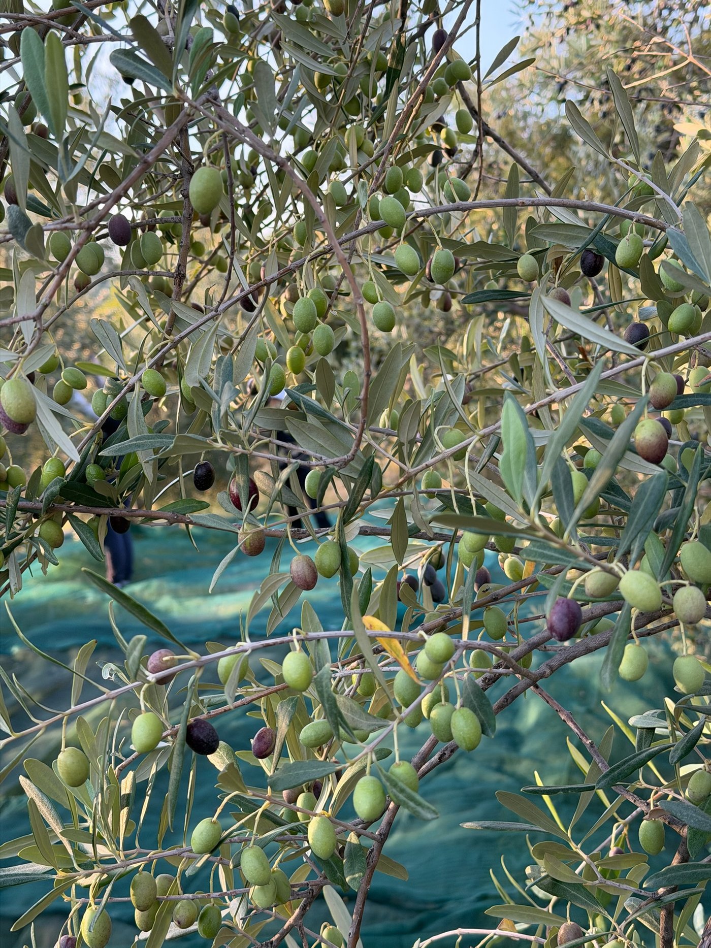 Olive Ogliarola sul ramo durante la raccolta, con le reti stese sotto gli alberi