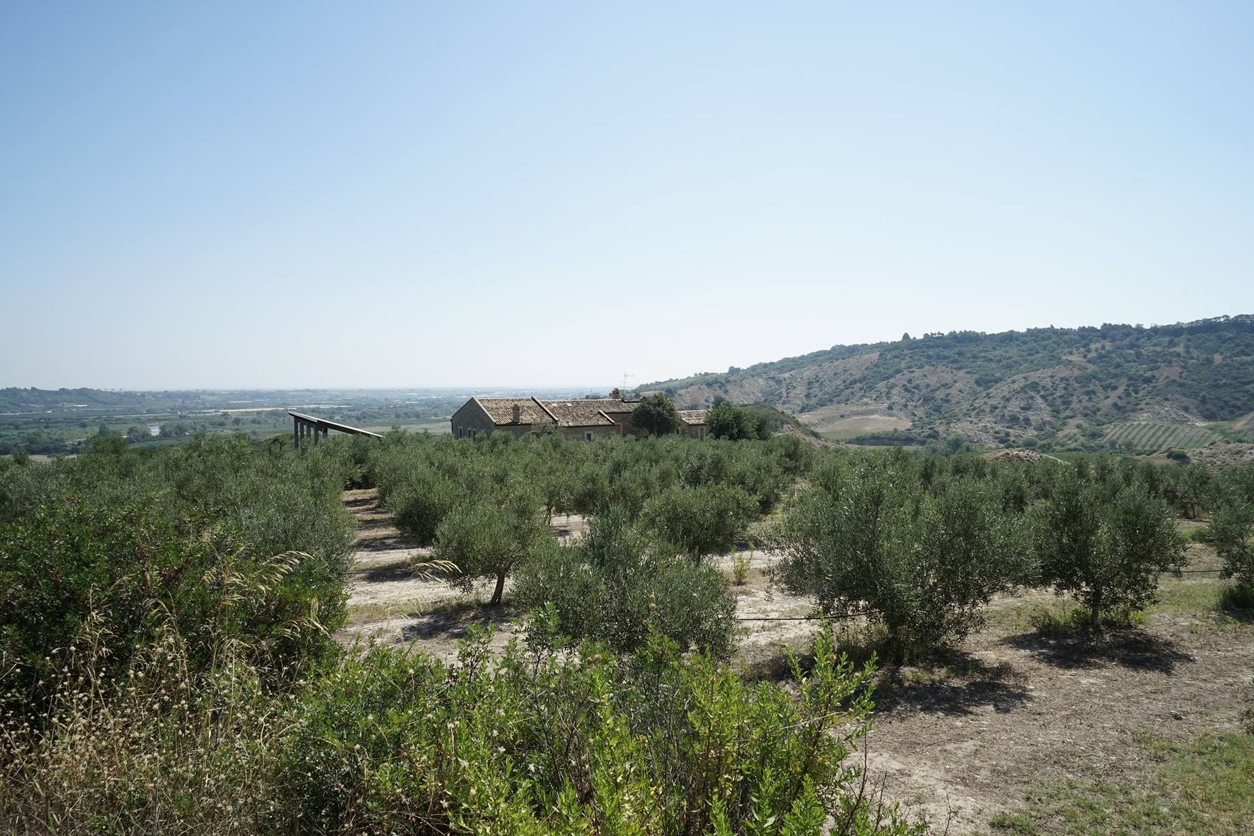 Filari di ulivi intorno al casale