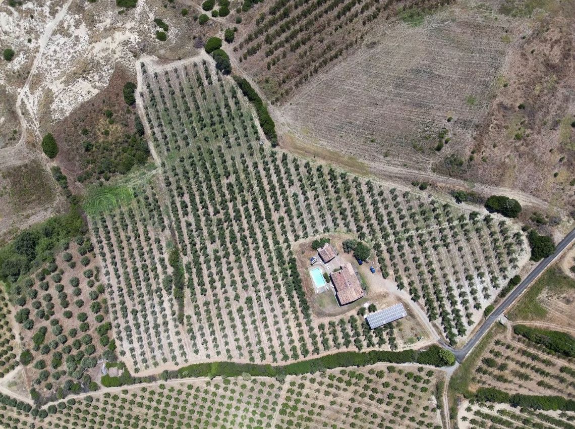 Il podere di Santa Laura visto dall'alto, con i filari di ulivi e il casale