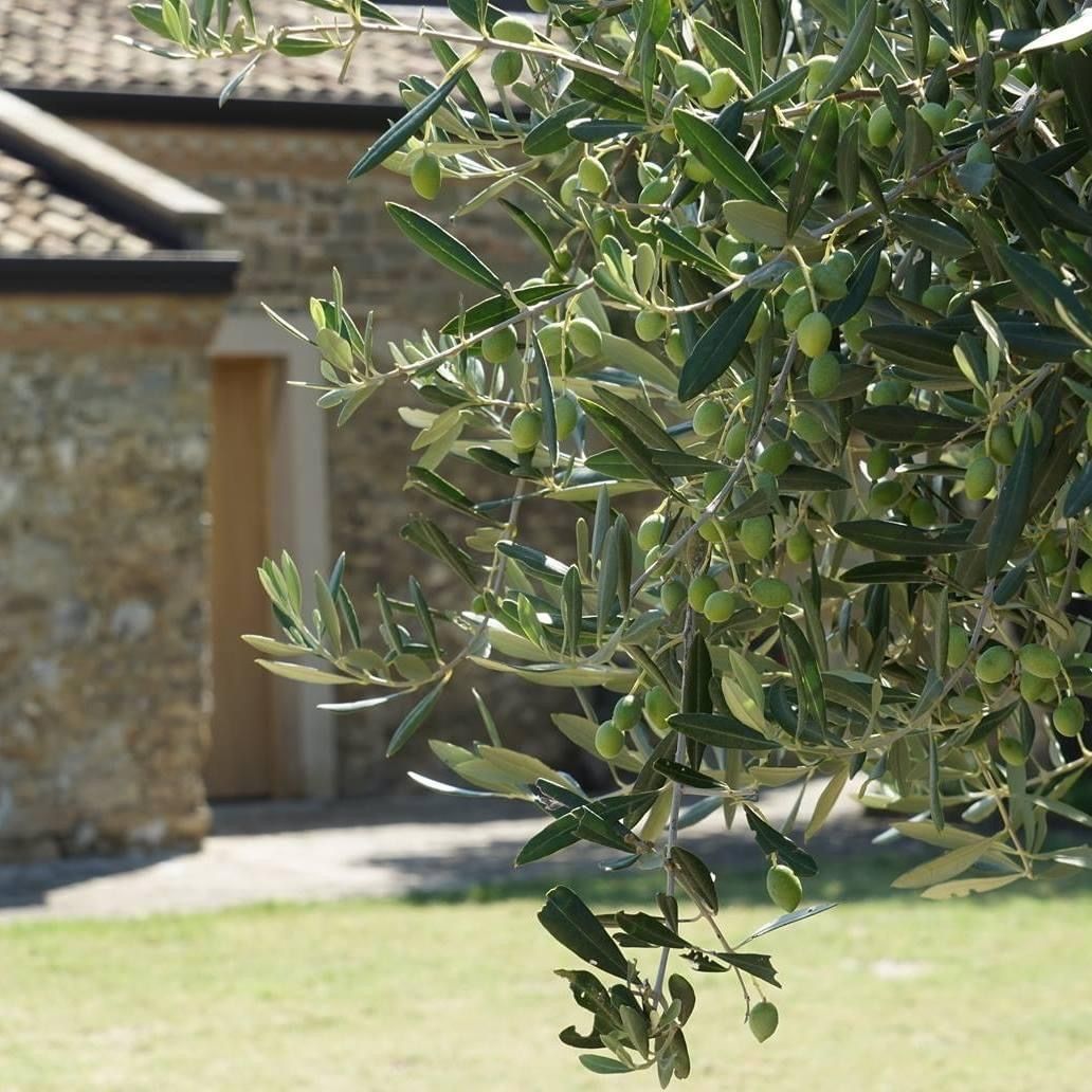 Ramo d'ulivo carico di olive davanti al casale