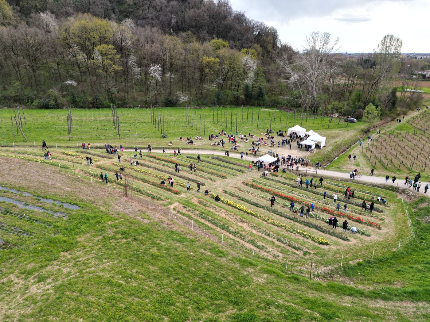 Visitatori tra i filari di tulipani rossi, gialli e bianchi