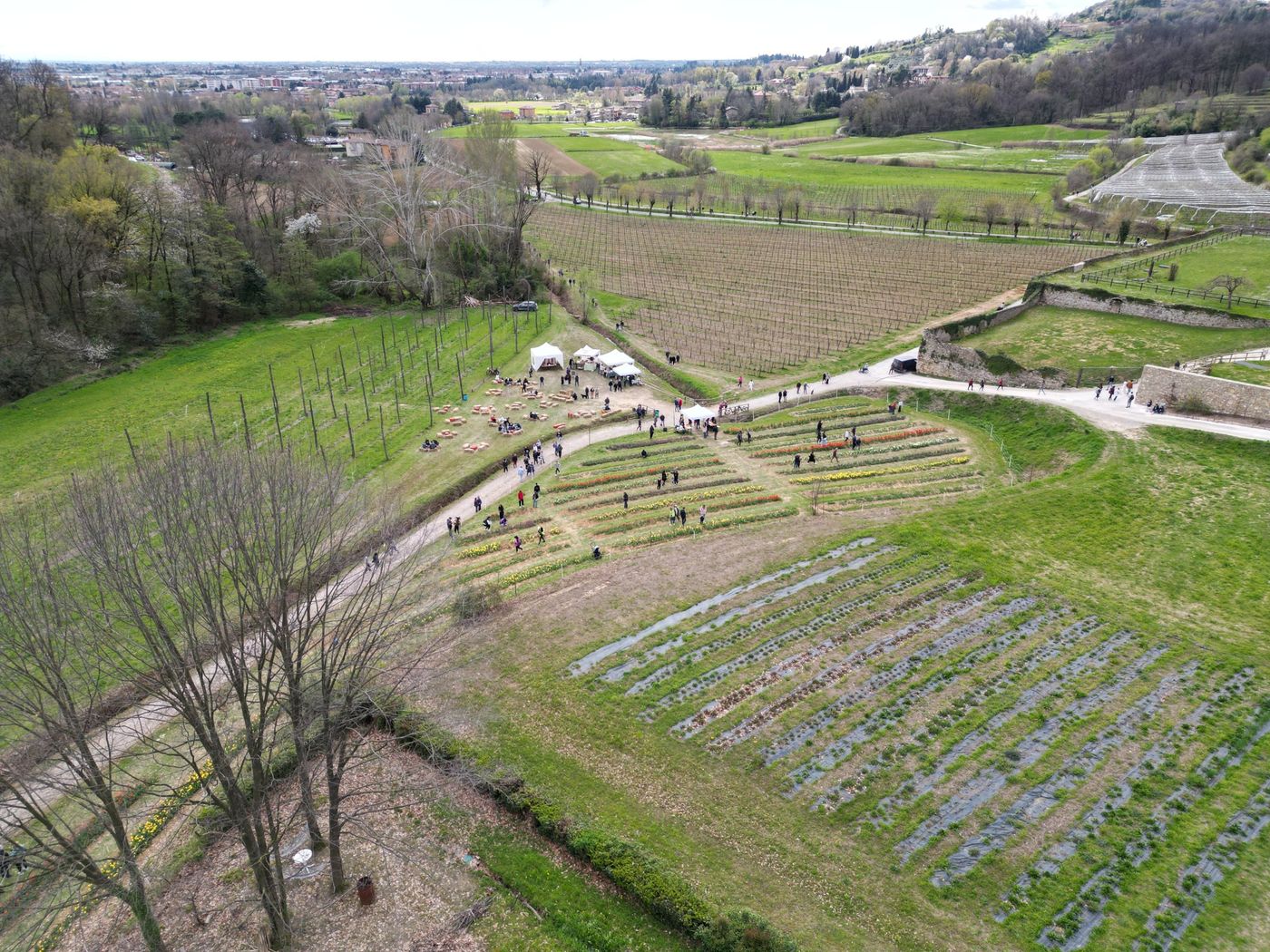 I filari di luppolo e il campo accanto al Monastero, con Bergamo sullo sfondo